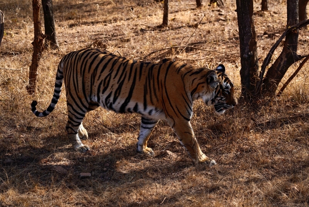 Tigre marchant à travers l'herbe sèche.