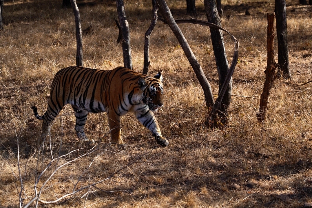 Tigre marchant parmi les arbres en terrain sec.
