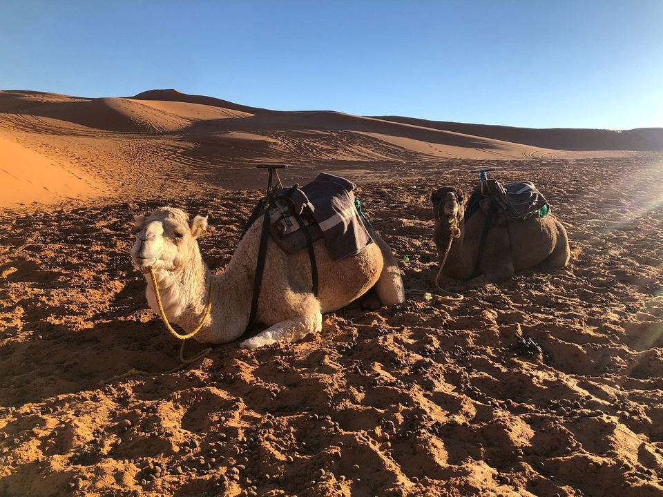 Zwei Kamele ruhen auf sandigen Dünen unter hellem Sonnenlicht.