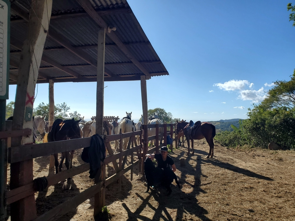 Chevaux sous un abri avec un paysage de campagne en arrière-plan.
