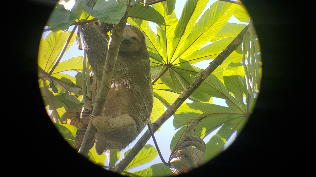 Paresseux suspendu à une branche d'arbre vu à travers des jumelles.