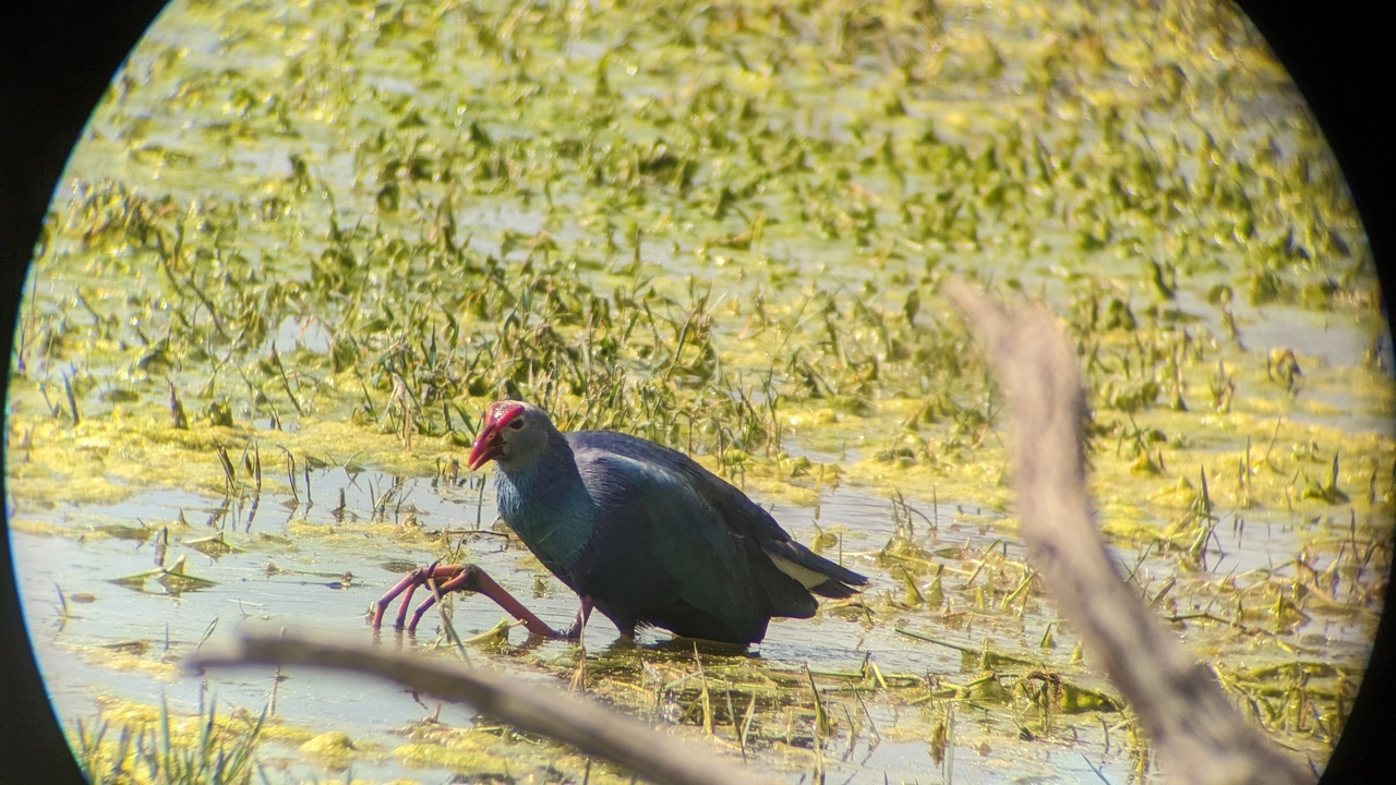 Un oiseau debout sur un sol humide entouré de végétation verte.