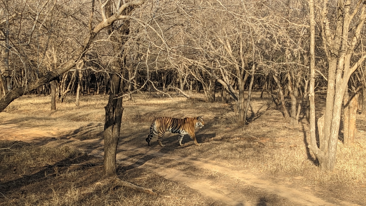 Un tigre marchant à travers une forêt sèche sous un ciel dégagé.