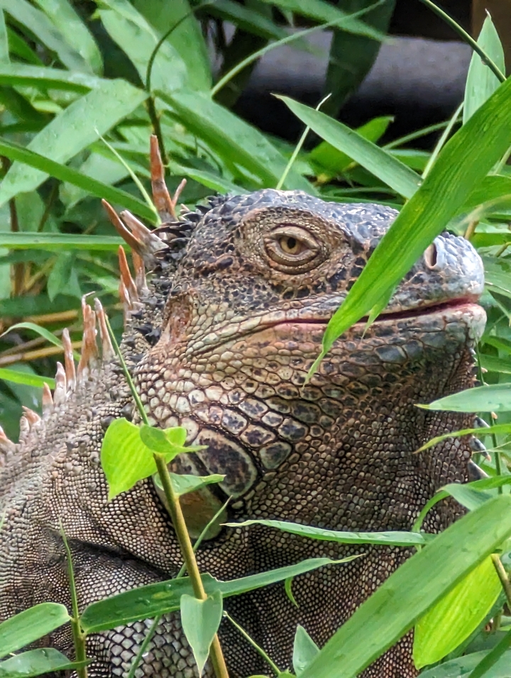 Gros plan d'un iguane dans un environnement tropical.