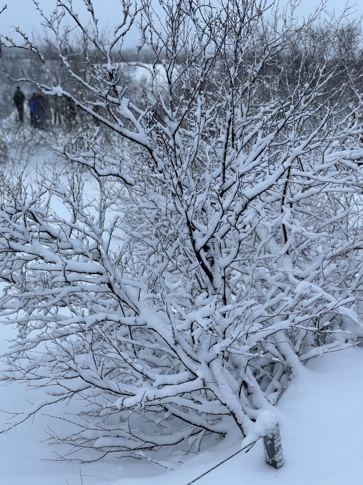 Un arbre couvert de neige avec une vue détaillée de ses branches.