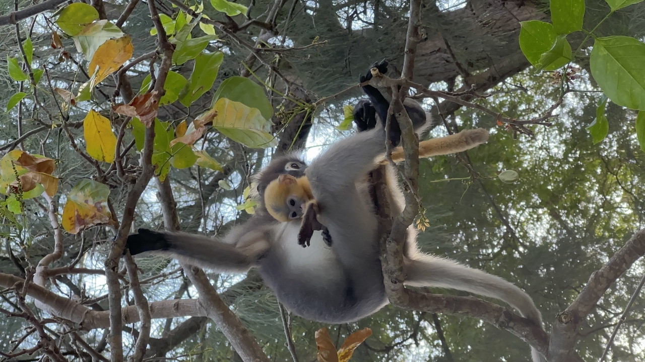 Close-up of a monkey hanging on tree branches.