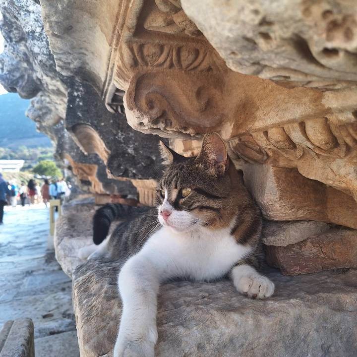 Un chat allongé sur des ruines antiques.