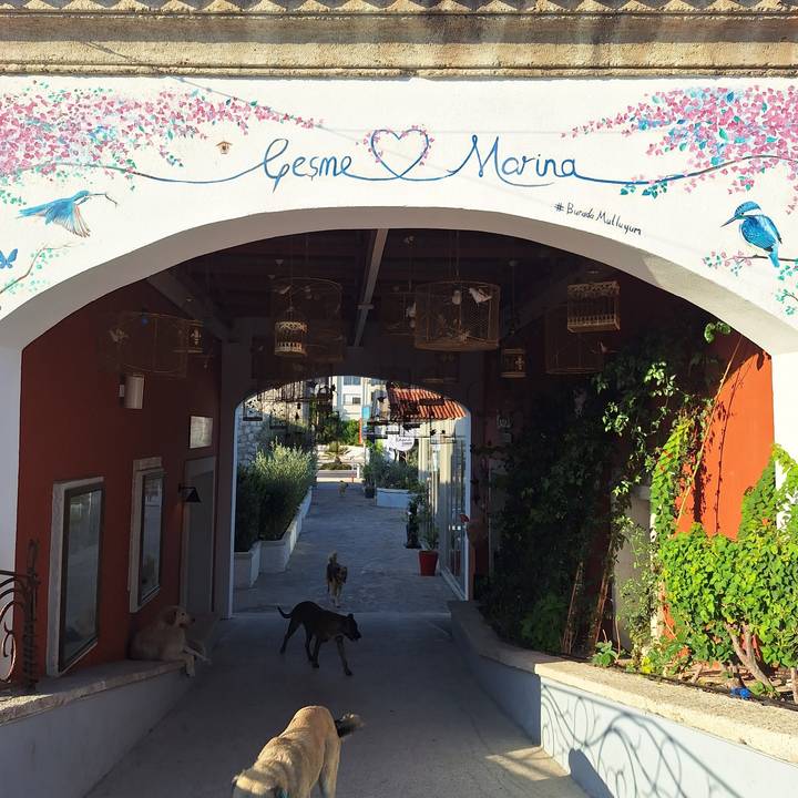 Entrée d'une marina avec des chiens et des gens.