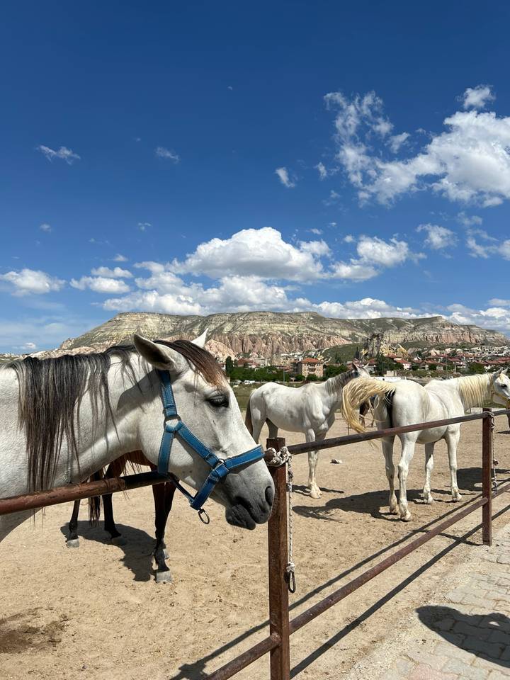 Chevaux avec un paysage rocheux en arrière-plan.