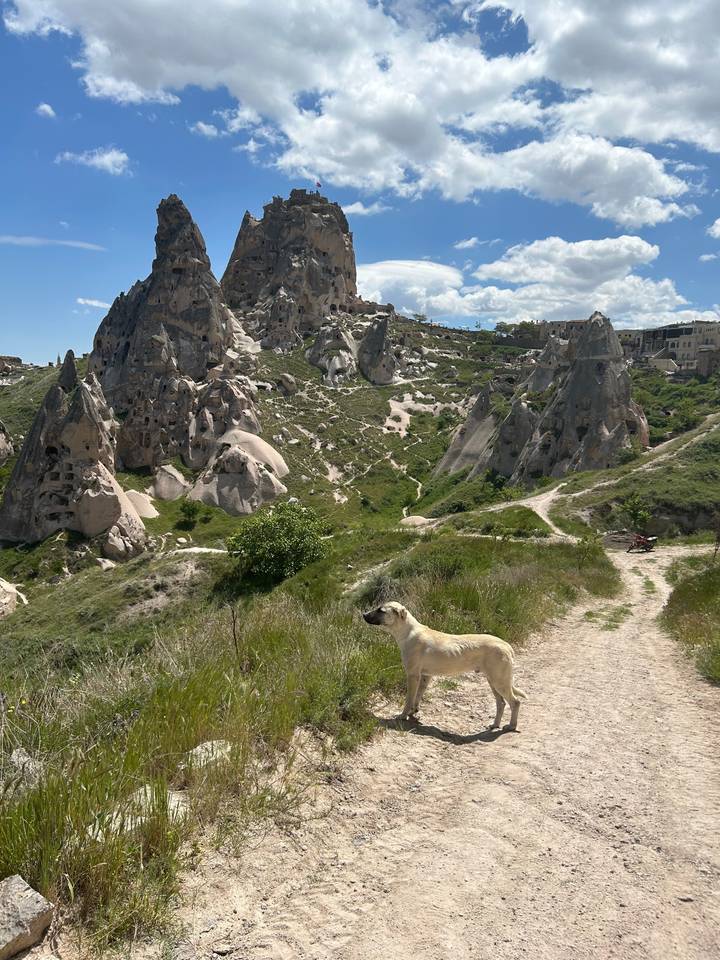 Un chien dans un paysage rocheux.