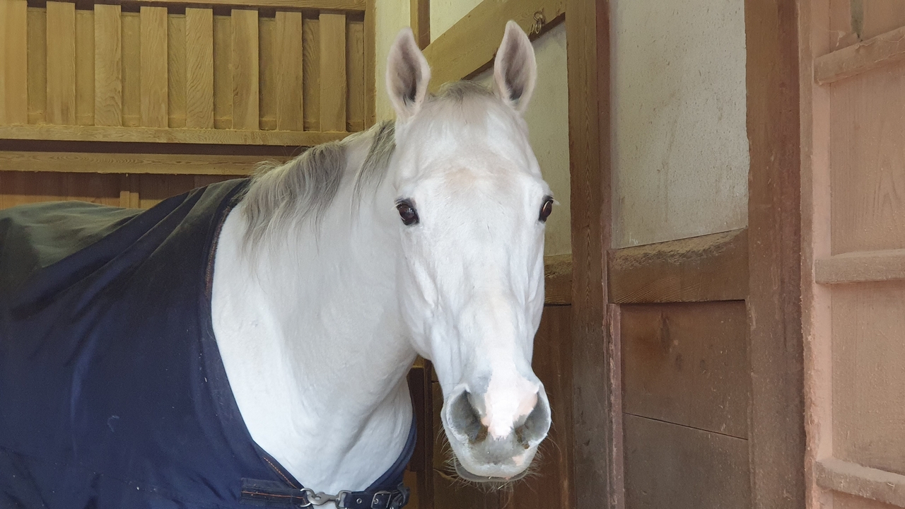 Cheval blanc dans une écurie.