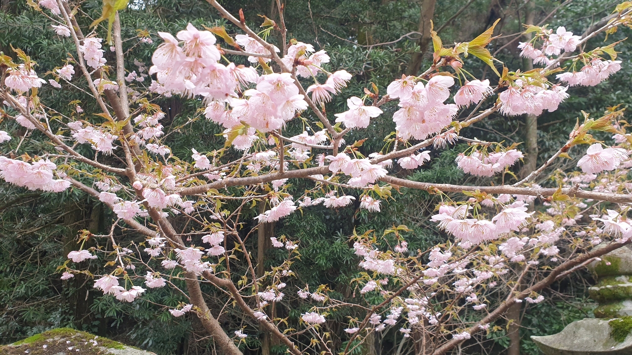 Fleurs de cerisier en pleine floraison sur les arbres.