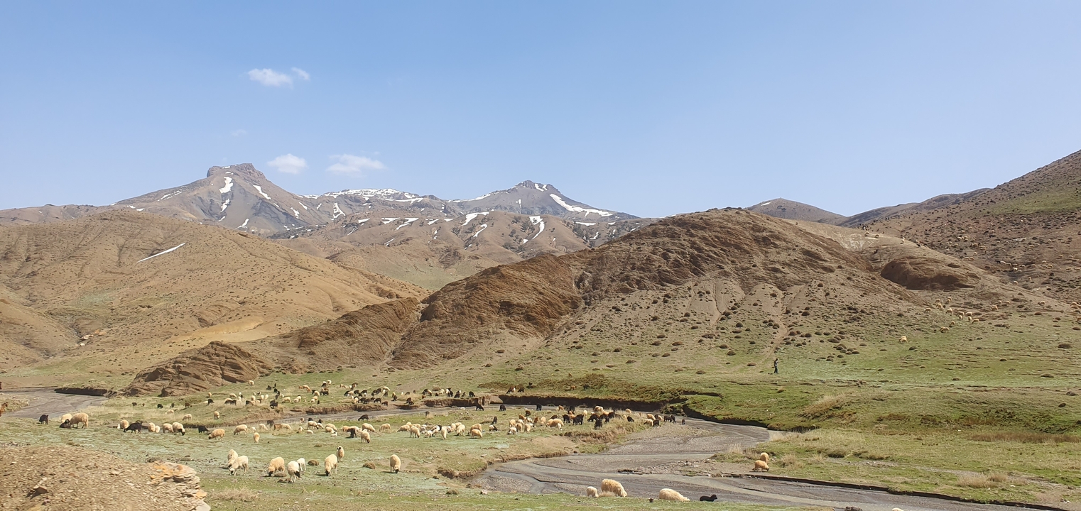 Paysages avec des moutons qui paissent en terrain vallonné.