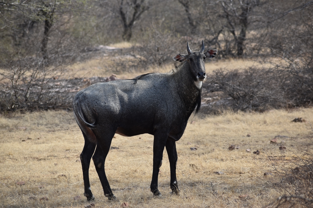 Antilope debout dans une zone herbeuse et sèche avec des arbres clairsemés.