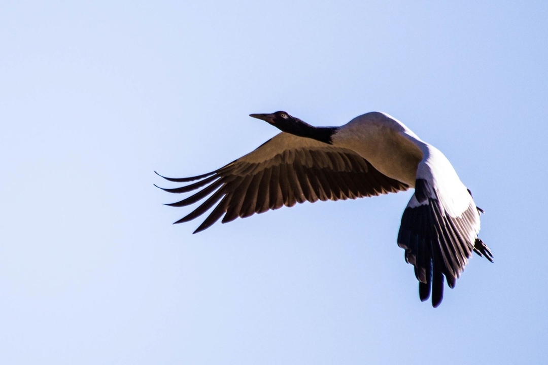 Grue à cou noir volant contre un ciel bleu.
