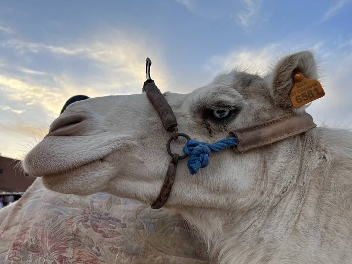 Close-up of a camel's head
