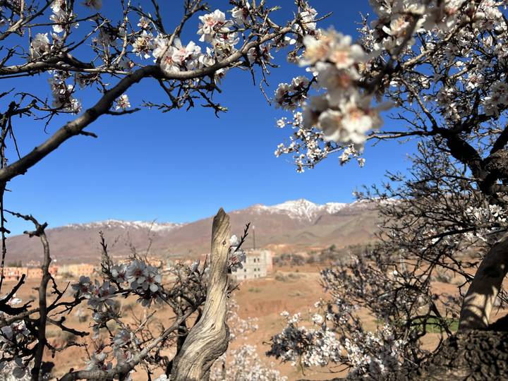 Cherry blossoms with mountain backdrop