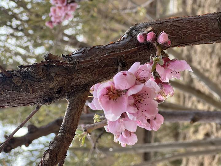 Close-up of pink cherry blossom flowers