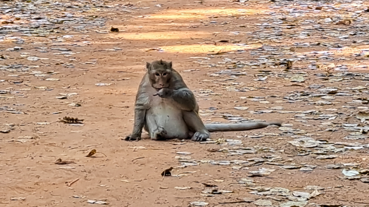 Un singe assis sur un sentier jonché de feuilles, en train de manger.