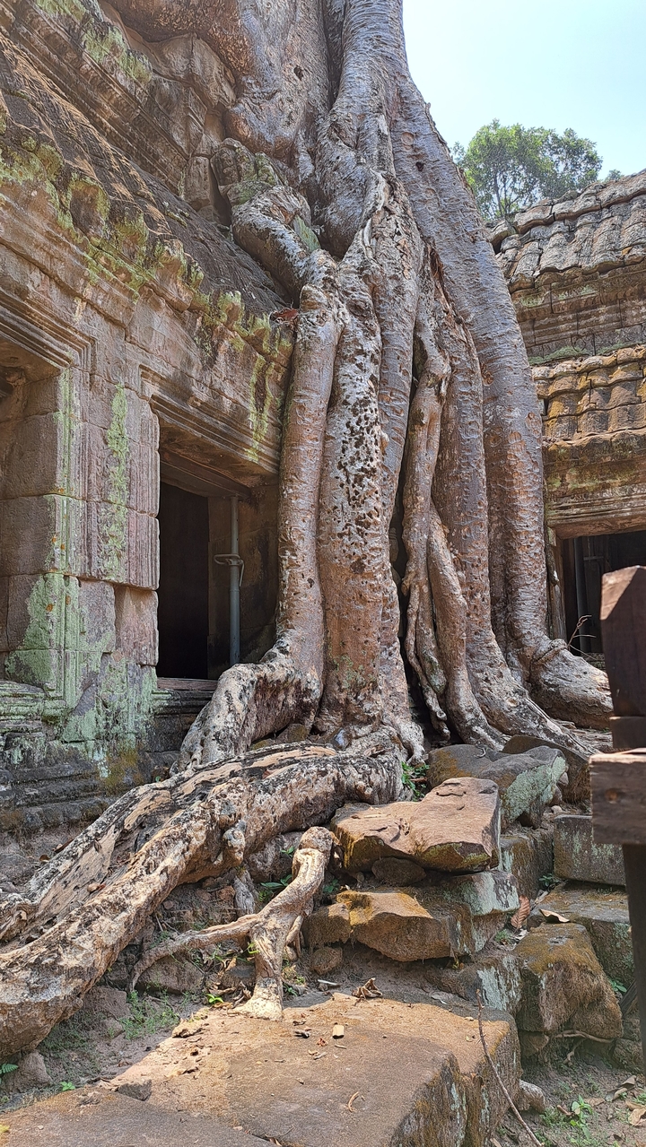 Grandes racines d'arbres anciens poussant sur une structure de pierre.