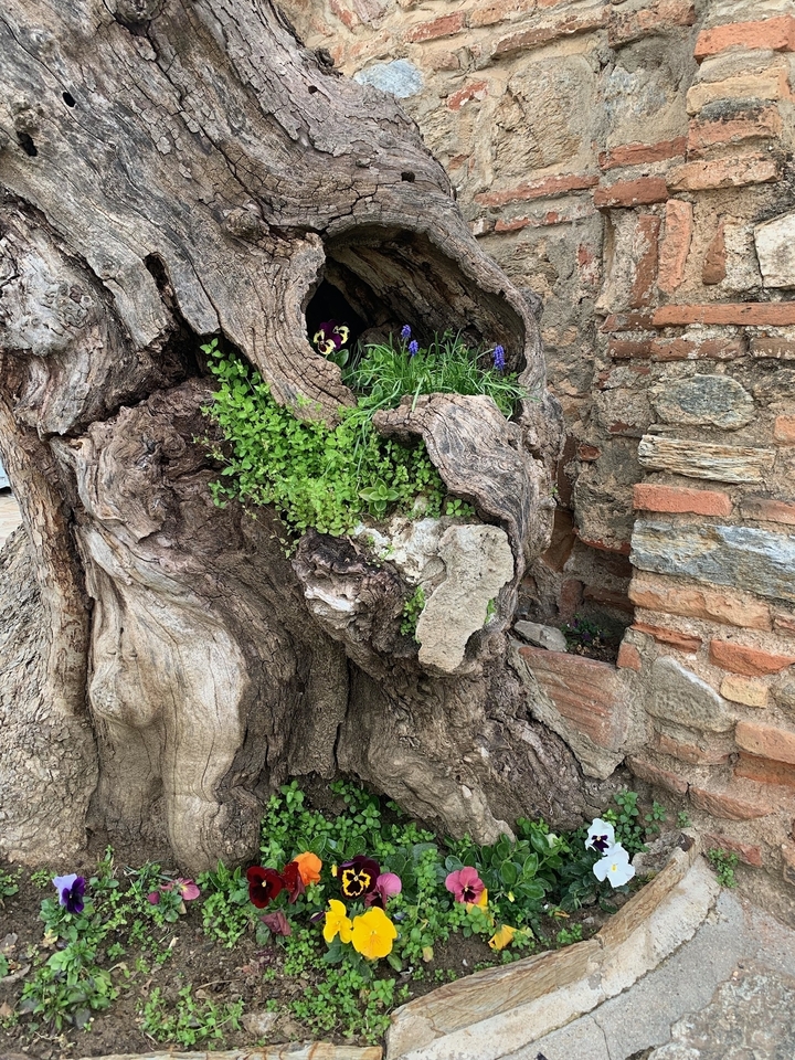 Gros plan de texture d'arbre avec de petites plantes qui poussent.