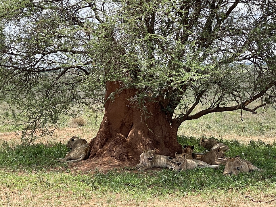 Fierté de lions se reposant sous un grand arbre.