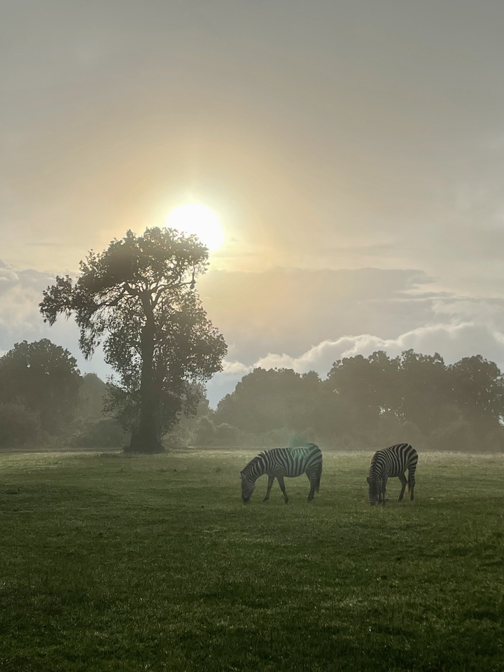 Zèbres broutant sous un arbre au lever du soleil.