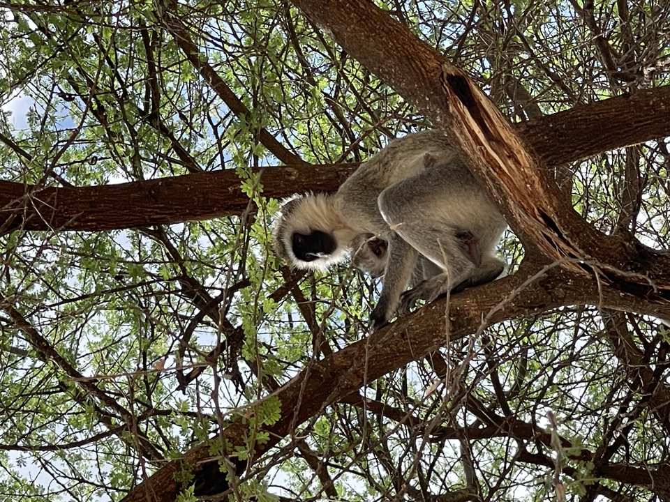 Singe assis sur une branche d'arbre regardant vers le bas.
