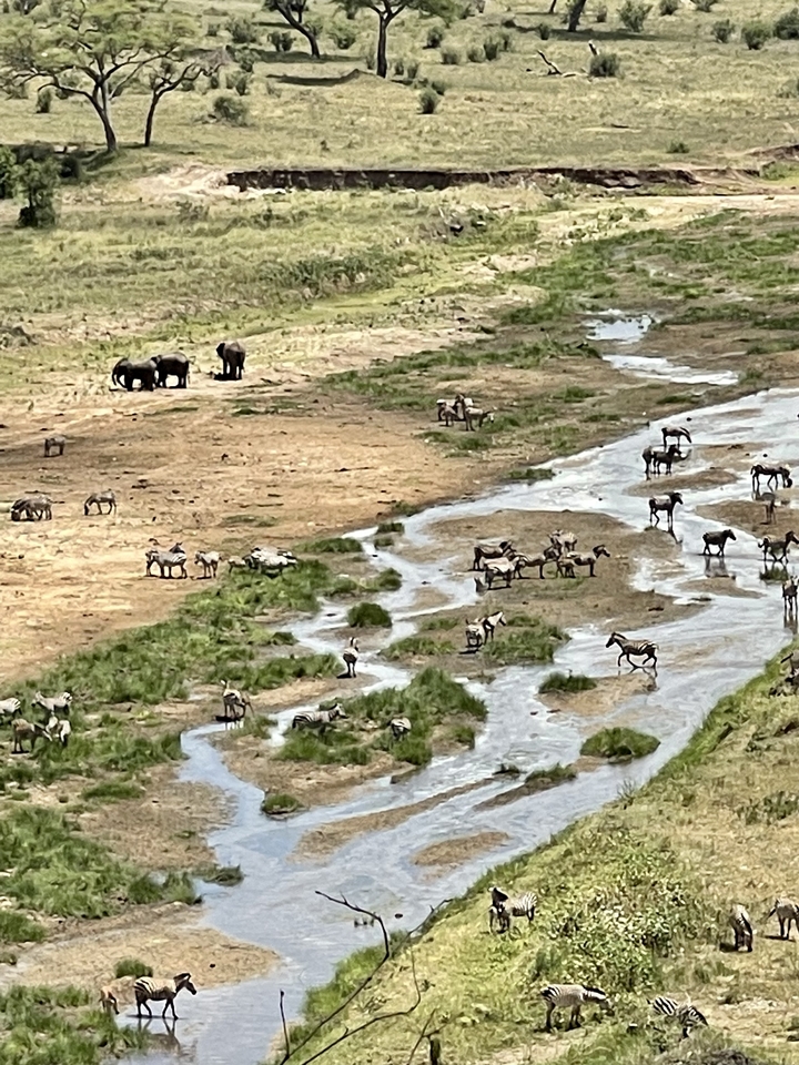 Vue aérienne de divers animaux près de canaux d'eau.