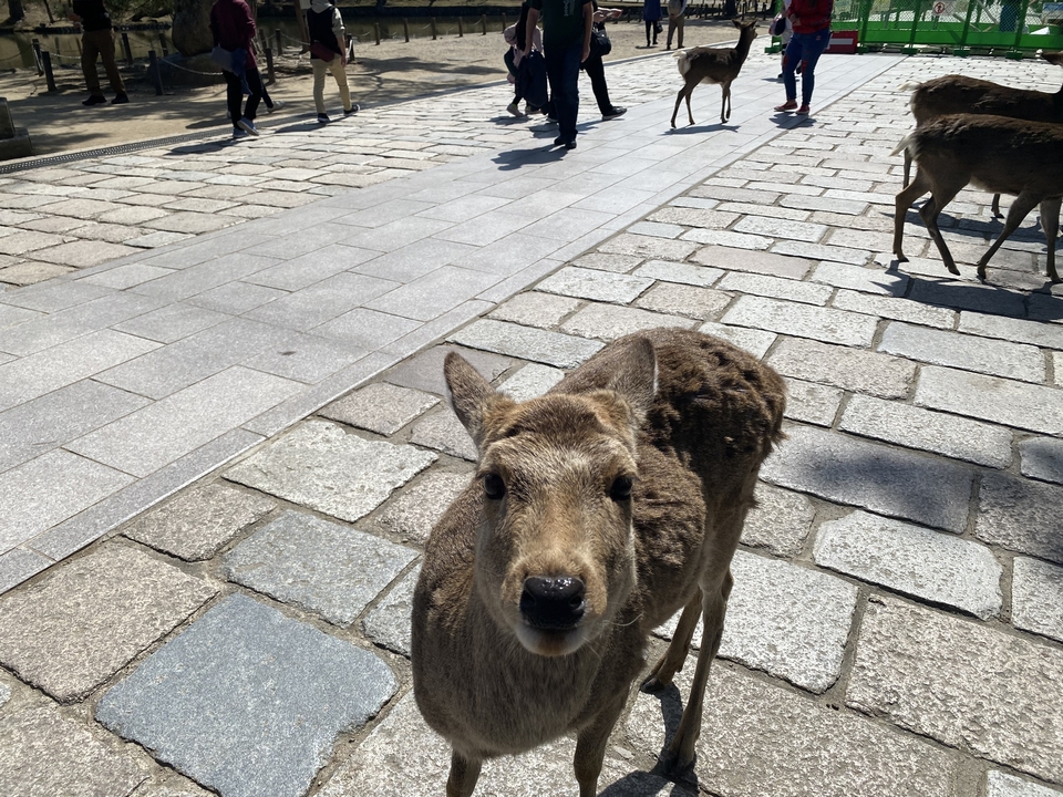 Close-up of a curious deer on a paved path.