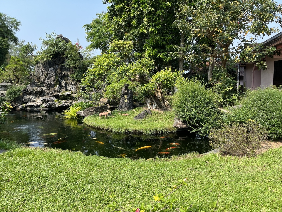 Bassin de jardin avec des poissons colorés et une végétation luxuriante.