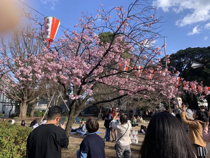 Cerisiers en fleurs en pleine floraison avec des gens célébrant hanami.