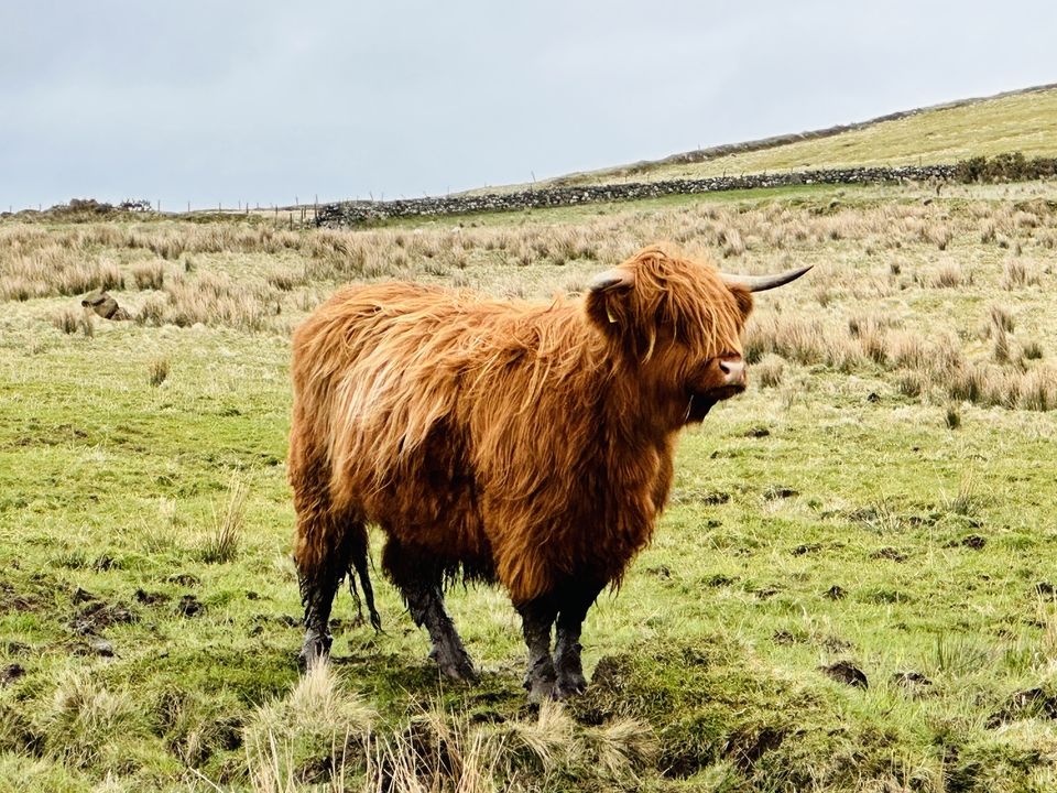 A Highland cow standing in a grassy field.