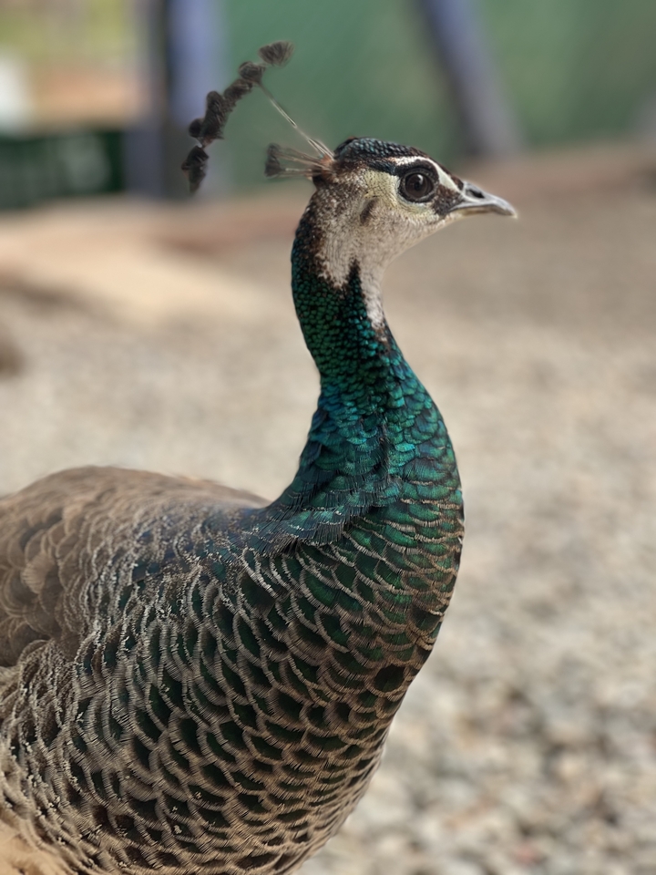 Paon aux plumes iridescentes.