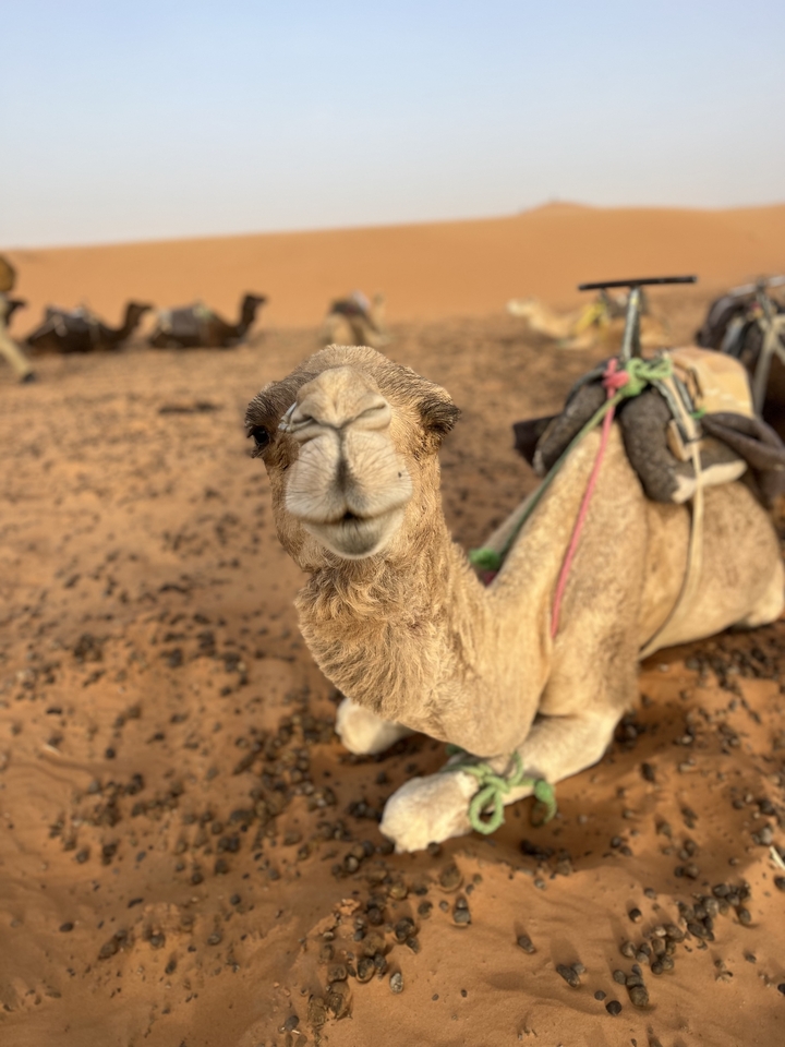 Chameau se reposant sur le sable du désert.