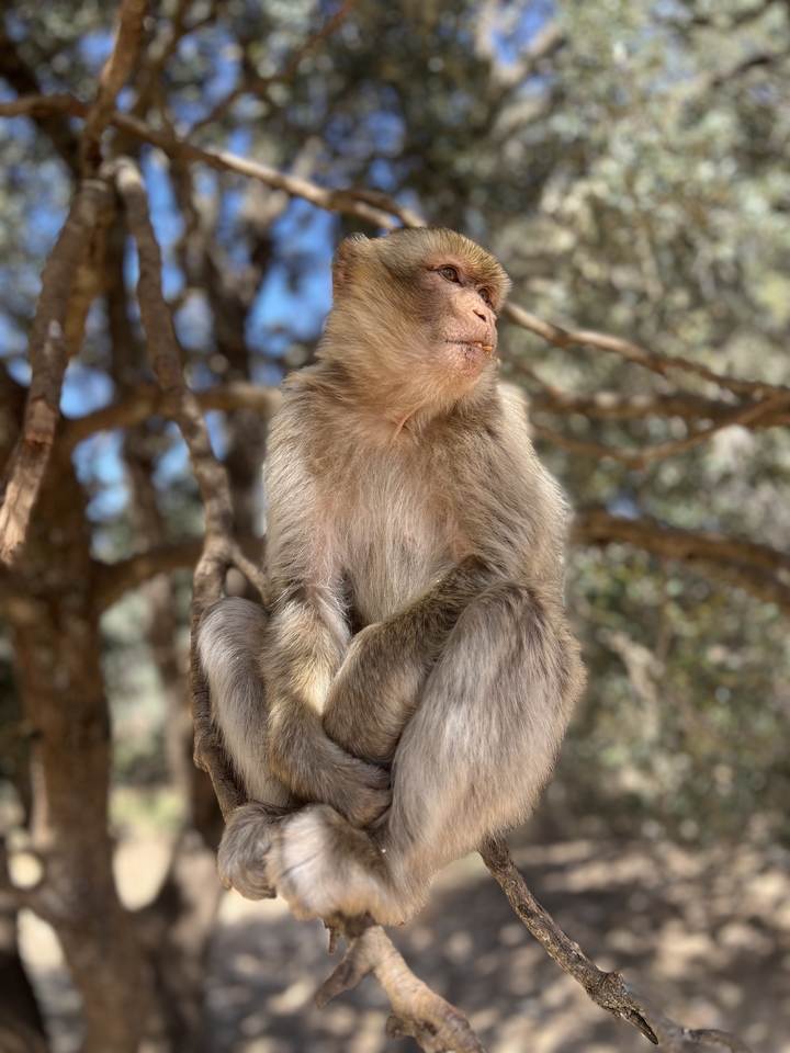 Singe assis sur une branche.
