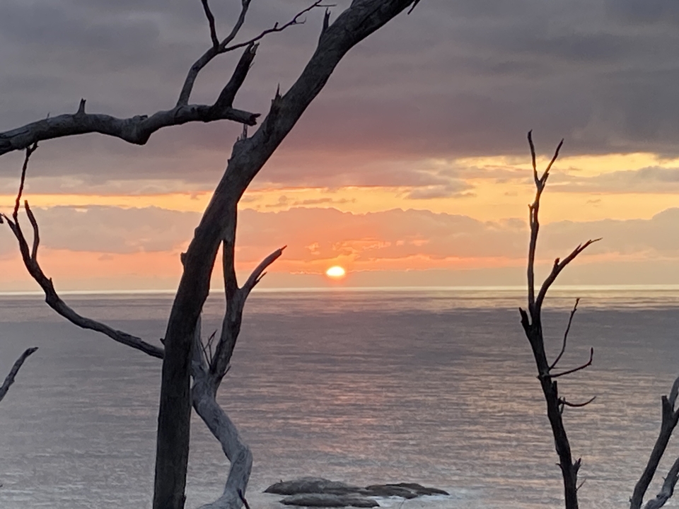 Une vue panoramique du coucher de soleil sur l'océan avec des branches en silhouette.