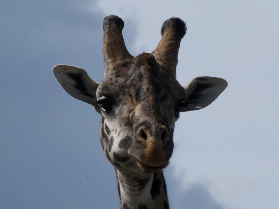 Gros plan de la tête d'une girafe sur un ciel nuageux.