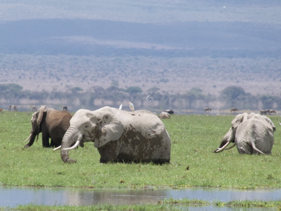 Des éléphants qui broutent avec des oiseaux sur leur dos.