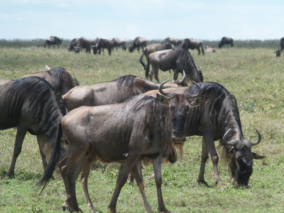 Group of wildebeests grazing in a plain.