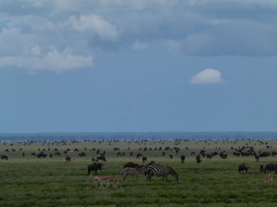 Un vaste paysage de savane avec de nombreux gnous et zèbres.