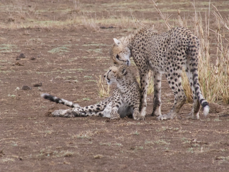 Two cheetahs resting in a savannah setting.