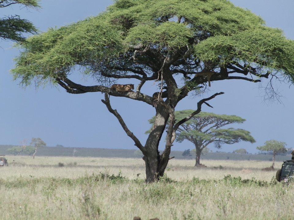 Des lions qui se reposent dans un arbre dans la savane.