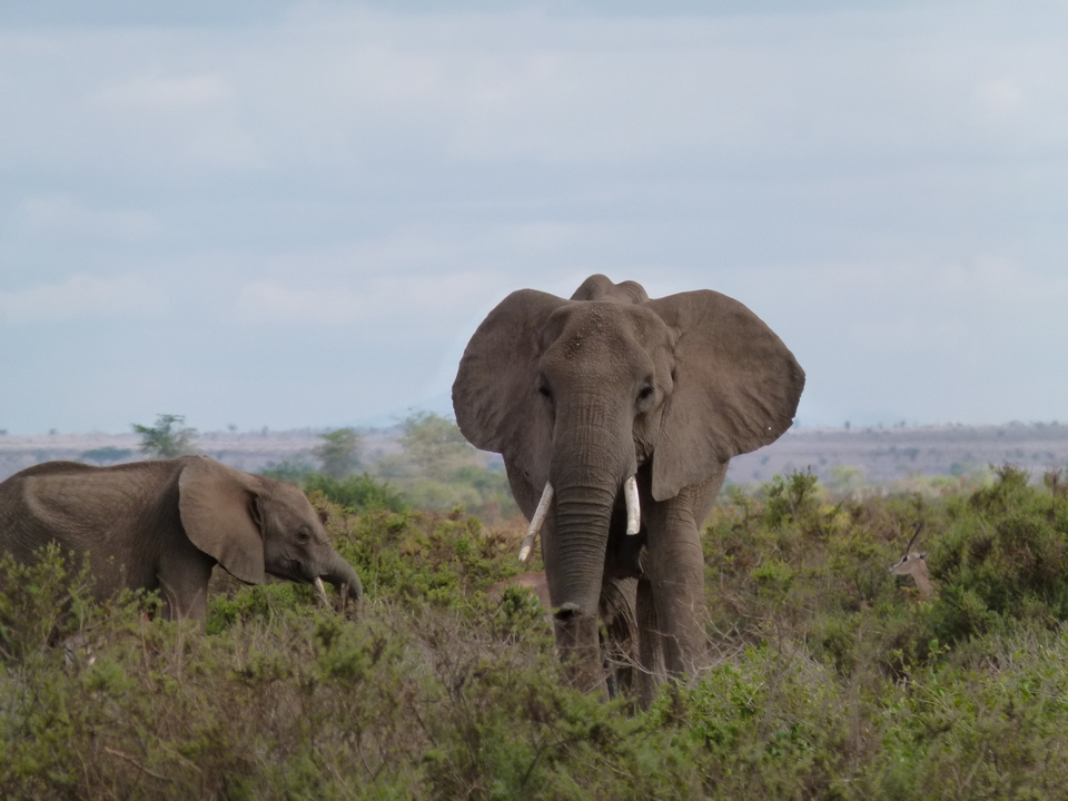Elephants in a dense bushland setting.