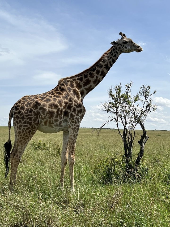 Girafe debout dans la savane ouverte près d'un petit arbre.