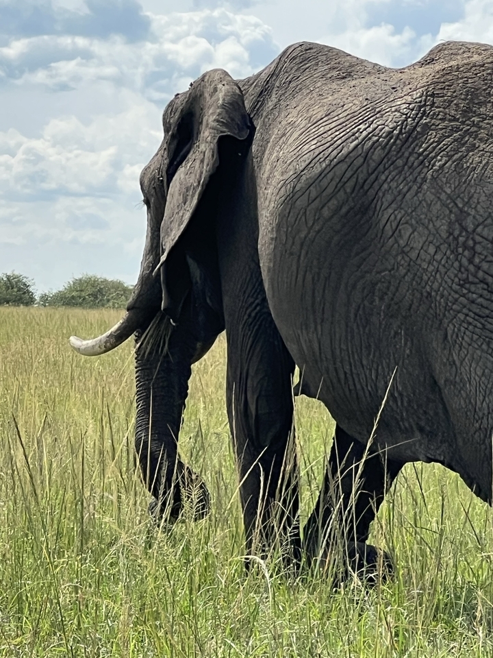 Gros plan d'un éléphant dans un champ herbeux.