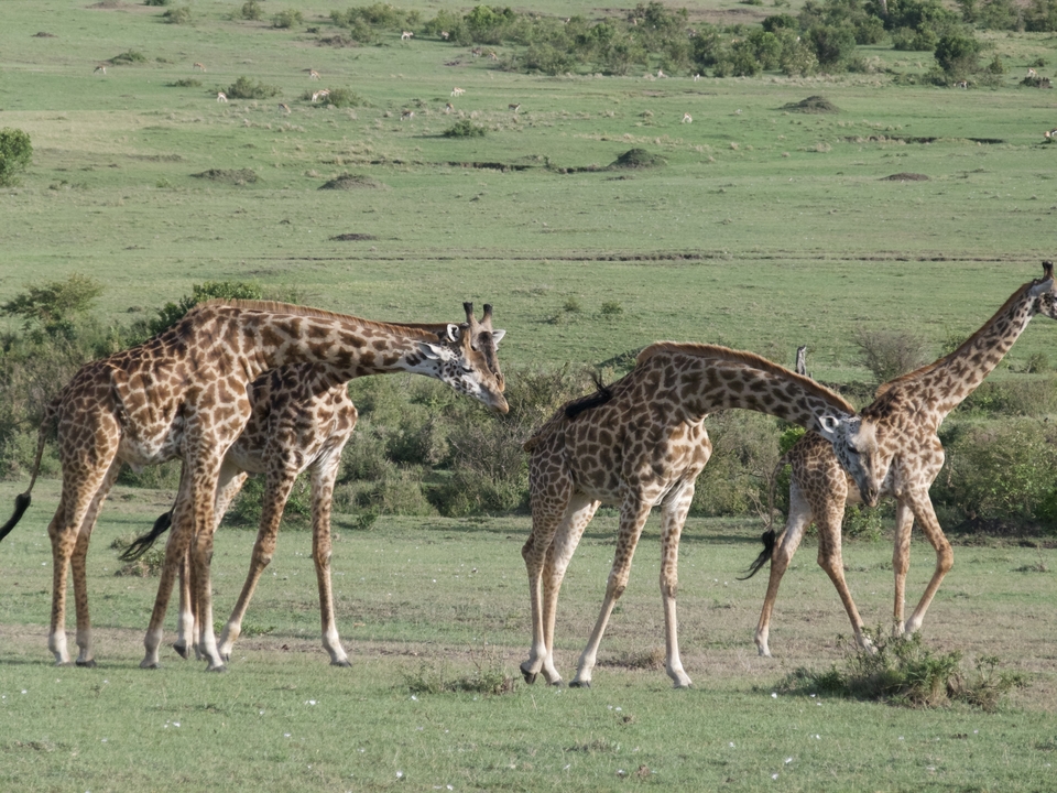 Giraffes walking in a grassy field.