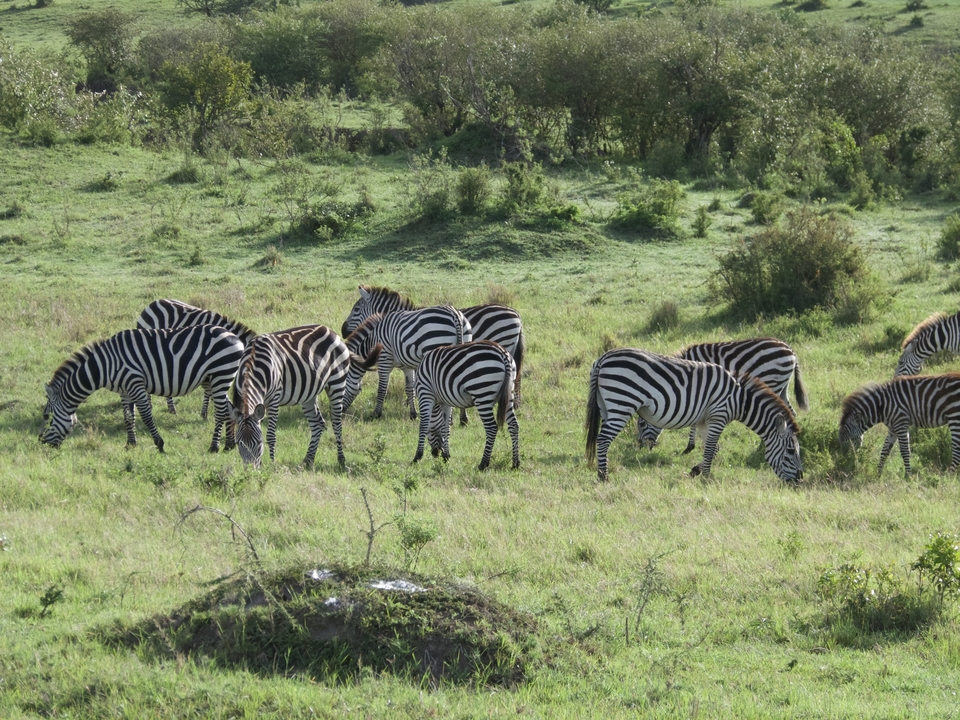 Zebras grazing in a grassy landscape.