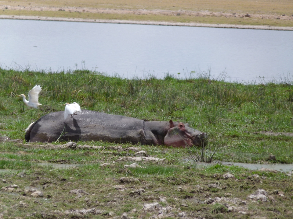 Hippo partially submerged in water with birds nearby.