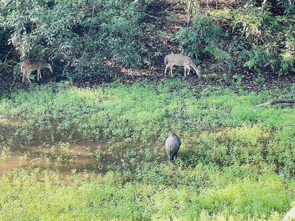 Two deer and a wild boar grazing near a water body.